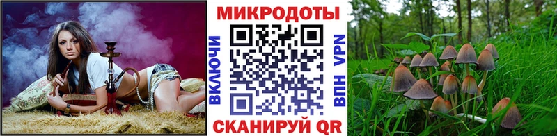 как найти Узловая Псилоцибиновые грибы Psilocybine cubensis